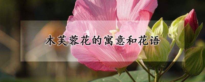 木芙蓉花的寓意和花語