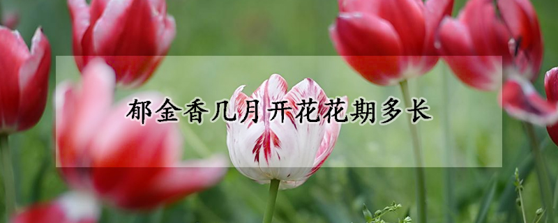 郁金香幾月開花花期多長