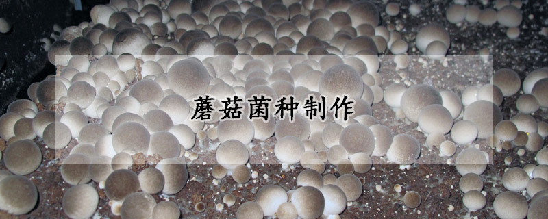 蘑菇菌種制作