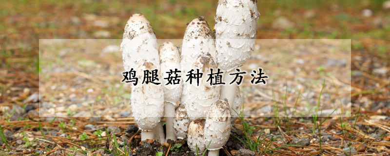 雞腿菇種植方法