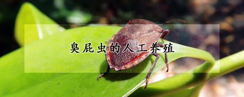 臭屁蟲(chóng)的人工養(yǎng)殖