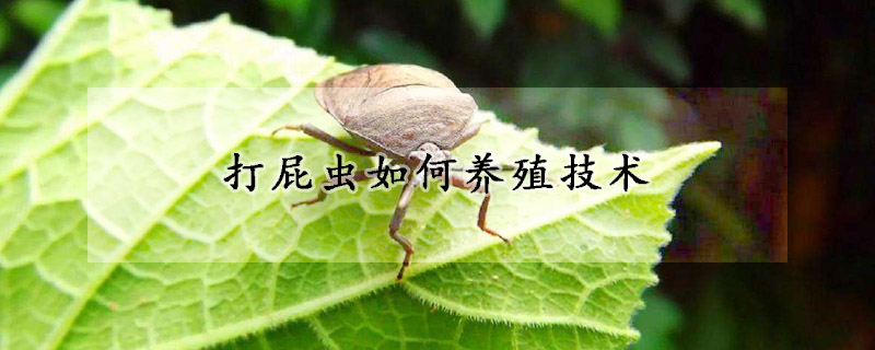 打屁蟲(chóng)如何養(yǎng)殖技術(shù)