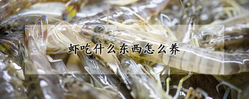 蝦吃什么東西怎么養