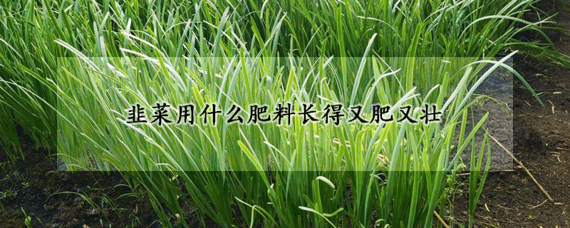 韭菜用什么肥料長得又肥又壯