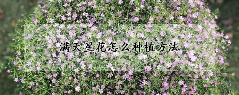 滿天星花怎么種植方法