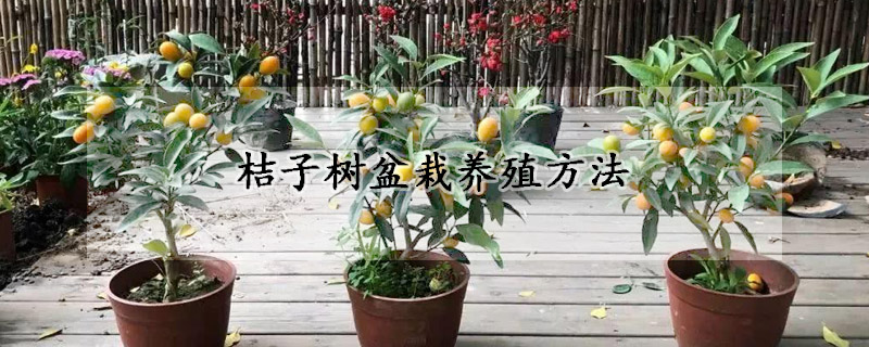 桔子樹盆栽養(yǎng)殖方法