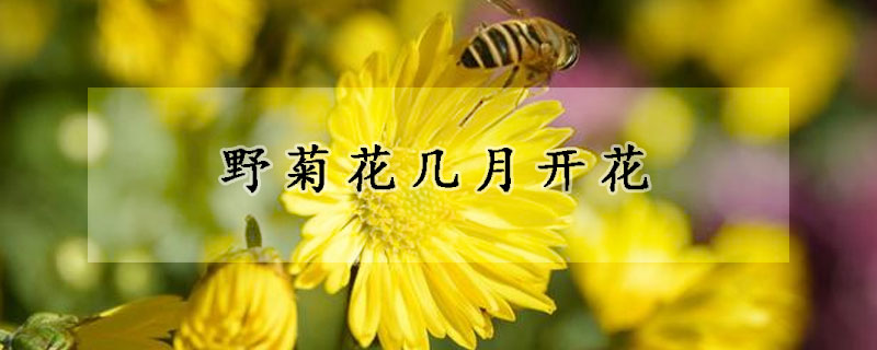 野菊花幾月開花