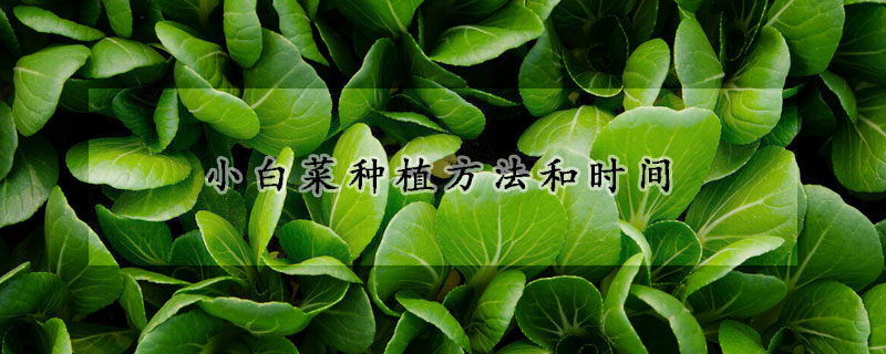 小白菜種植方法和時間