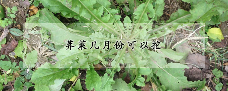 薺菜幾月份可以挖