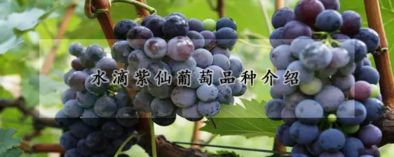 水滴紫仙葡萄品種介紹