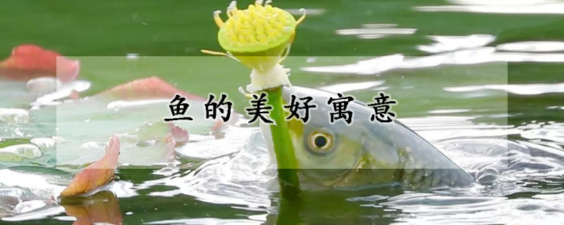 魚的美好寓意