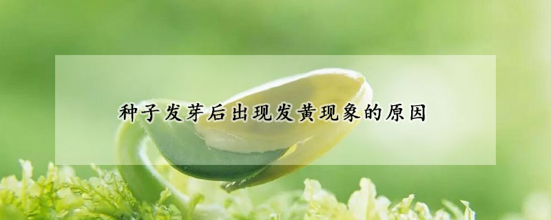 種子發(fā)芽后出現(xiàn)發(fā)黃現(xiàn)象的原因