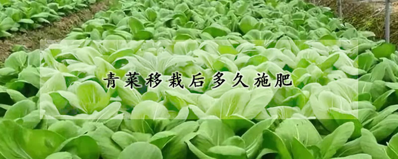 青菜移栽后多久施肥