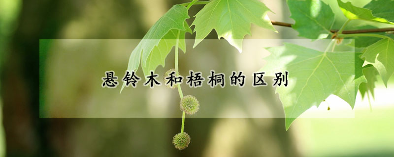 懸鈴木和梧桐的區別