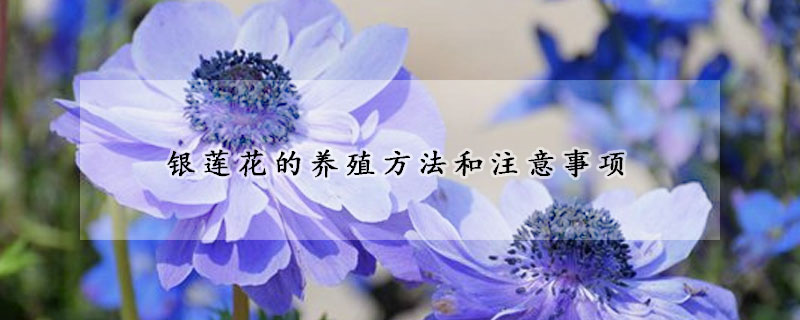 銀蓮花的養(yǎng)殖方法和注意事項