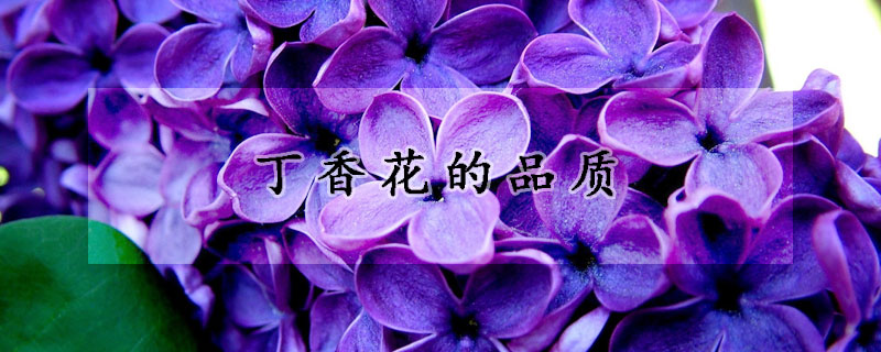 丁香花的品質(zhì)