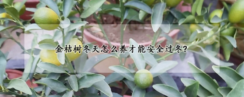 金桔樹冬天怎么養(yǎng)才能安全過(guò)冬?