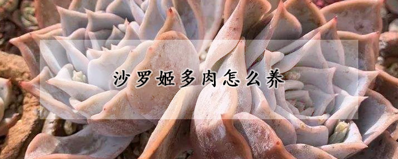 沙羅姬多肉怎么養(yǎng)