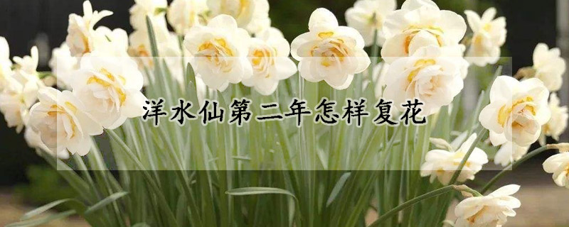 洋水仙第二年怎樣復(fù)花