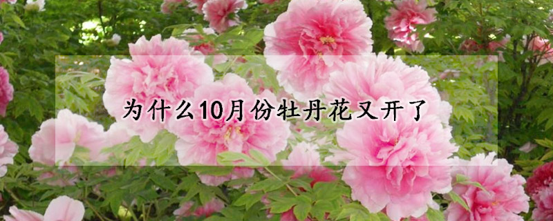 為什么10月份牡丹花又開(kāi)了