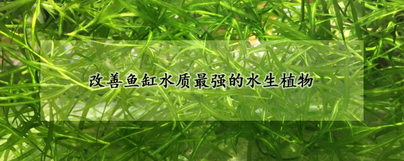 改善魚缸水質(zhì)最強(qiáng)的水生植物