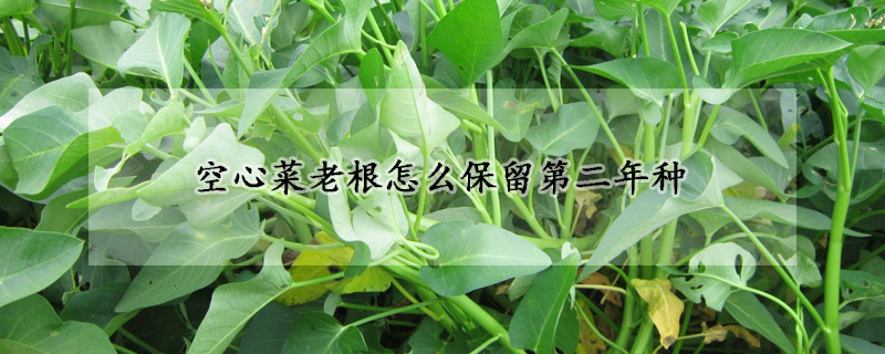 空心菜老根怎么保留第二年種