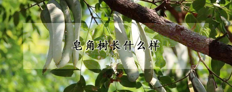 皂角樹長(zhǎng)什么樣