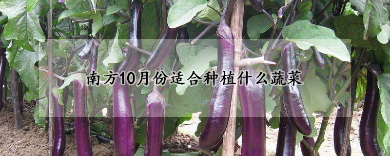 南方10月份適合種植什么蔬菜