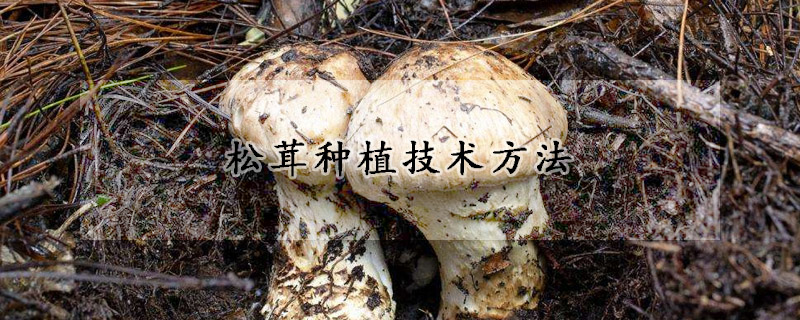 松茸種植技術方法