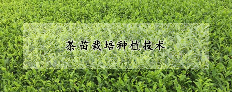 茶苗栽培種植技術(shù)