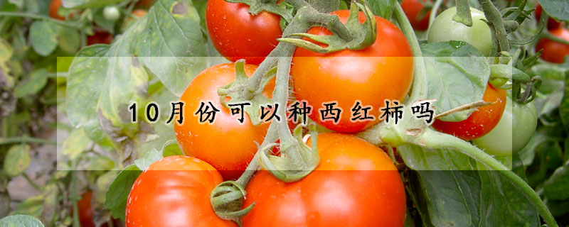 10月份可以種西紅柿嗎