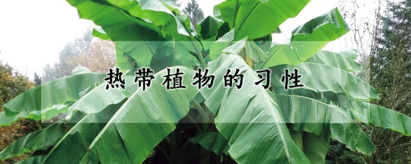 熱帶植物的習性