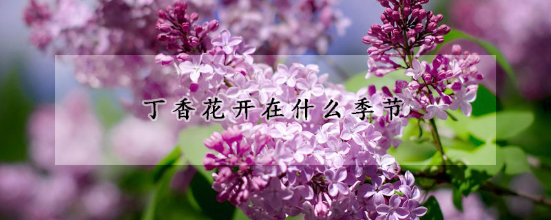 丁香花開在什么季節(jié)