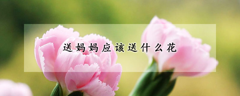 送媽媽應(yīng)該送什么花