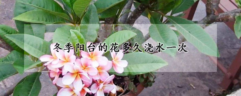 冬季陽(yáng)臺(tái)的花多久澆水一次