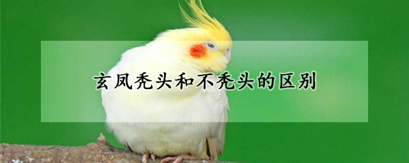 玄鳳禿頭和不禿頭的區別