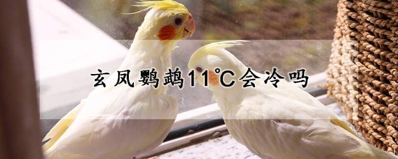 玄鳳鸚鵡11℃會冷嗎