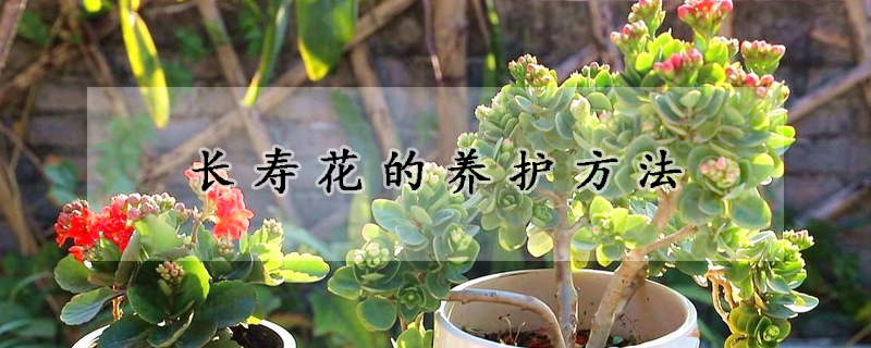 長(zhǎng)壽花的養(yǎng)護(hù)方法