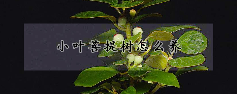 小葉菩提樹怎么養