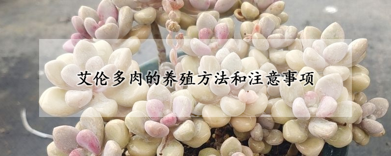 艾倫多肉的養(yǎng)殖方法和注意事項