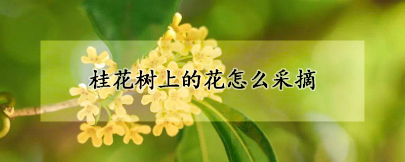 桂花樹(shù)上的花怎么采摘