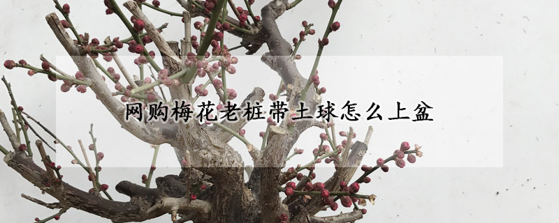 網(wǎng)購(gòu)梅花老樁帶土球怎么上盆