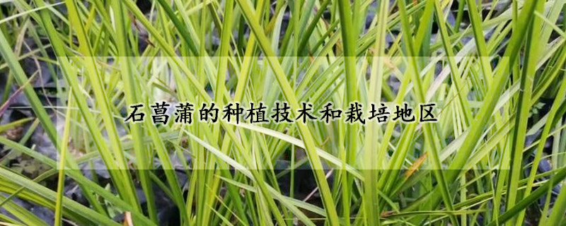 石菖蒲的種植技術(shù)和栽培地區(qū)