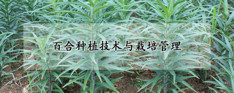 百合種植技術與栽培管理