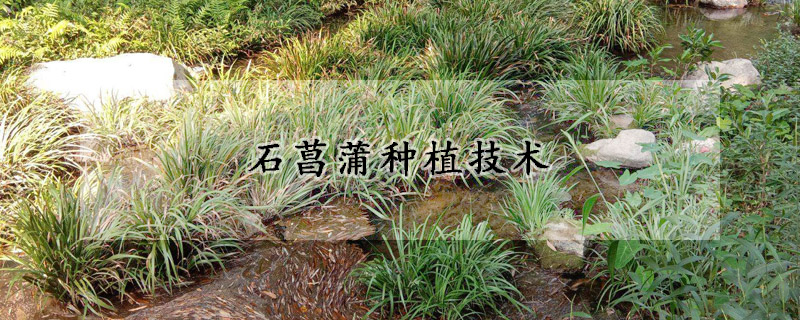 石菖蒲種植技術(shù)