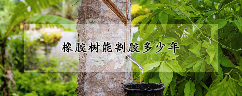 橡膠樹(shù)能割膠多少年