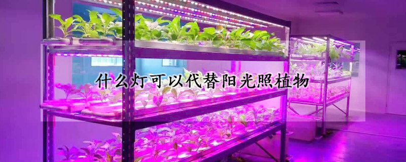 什么燈可以代替陽光照植物