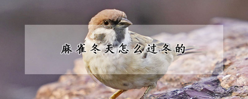 麻雀冬天怎么過冬的