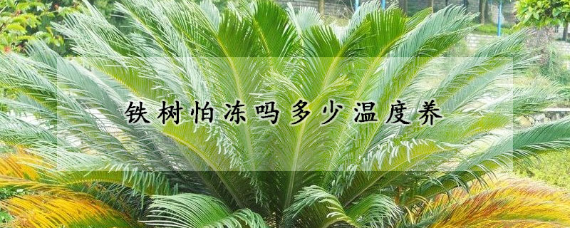 鐵樹怕凍嗎多少溫度養(yǎng)