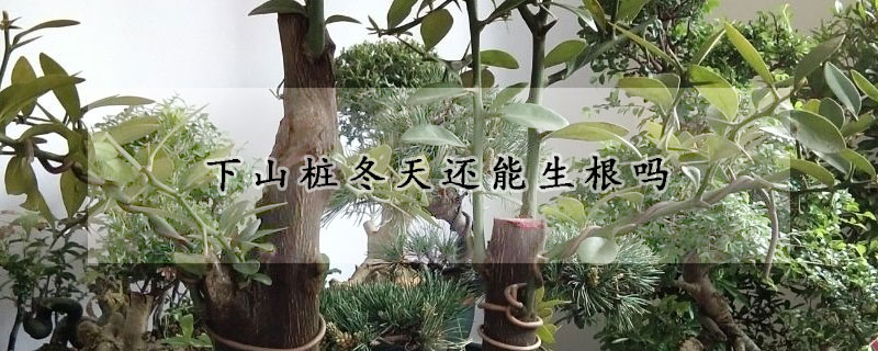 下山樁冬天還能生根嗎